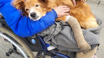 Zbiórka Dajmy mu spokojną starość - miniaturka zdjęcia