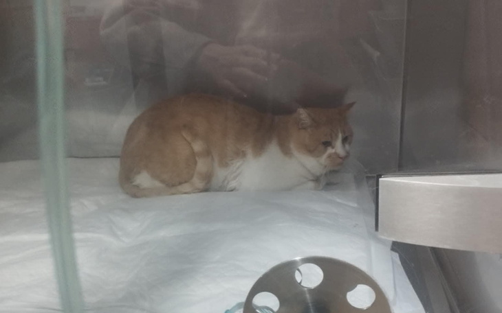 Kot odpoczywający w szpitalnej klatce.