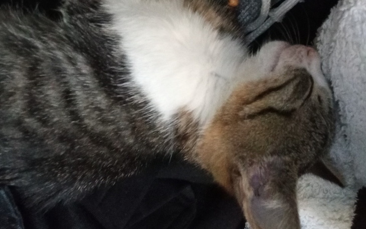 Zbiórka kot z złamaną łapą - zdjęcie główne