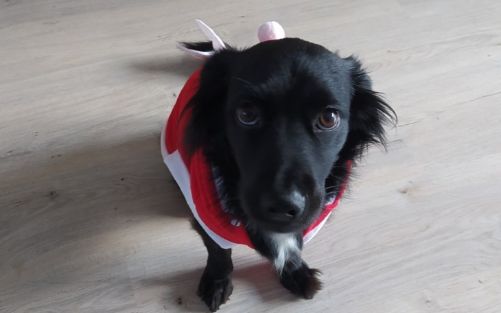 Zbiórka Operacja Aury - zdjęcie główne