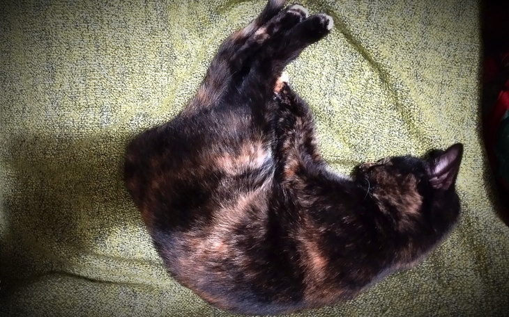 Kotka w pozycji zwiniętej, odpoczywa na zielonym kocu.