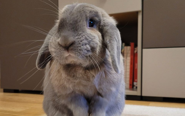 Zbiórka Na operację Kluski - zdjęcie główne