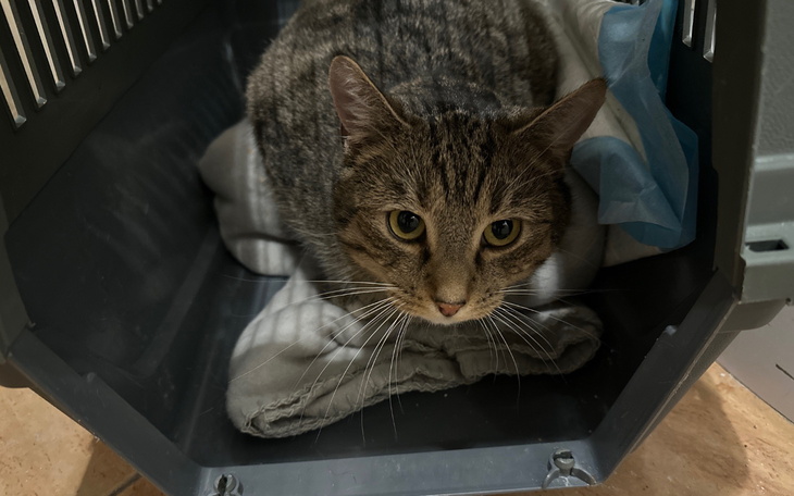 Kot w transporterze, czeka na wizytę u weterynarza.