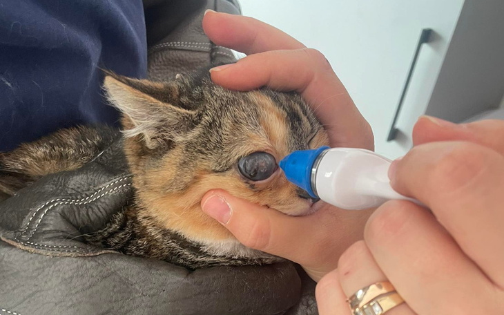 Kotek otrzymujący leczenie, potrzebujący wsparcia.