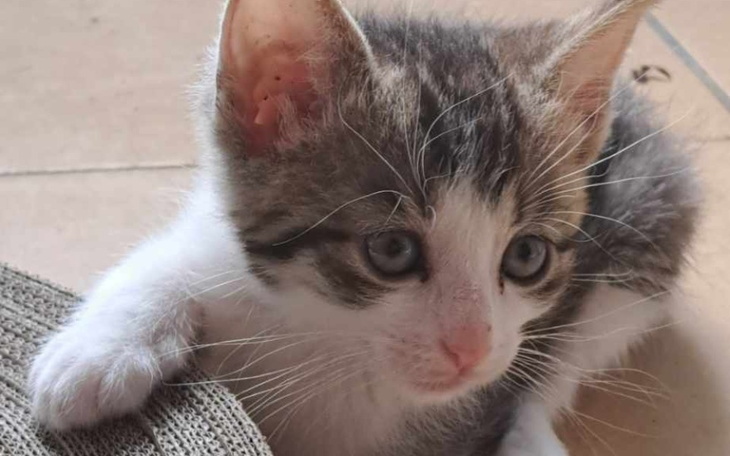 Zbiórka Na Kociarnię - zdjęcie główne