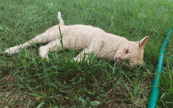 Zbiórka Nowe życie Mirusia - zdjęcie główne