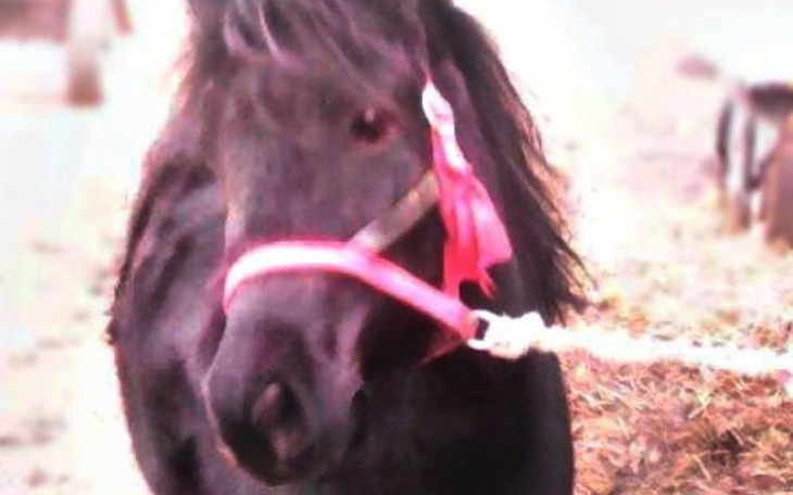 Zbiórka Kucynka z piwnicy - zdjęcie główne