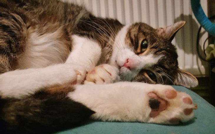 Zbiórka Kremacja mojego kota, Horhe - zdjęcie główne