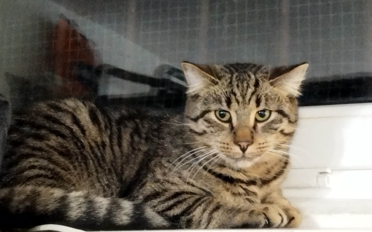 Kot leżący na parapecie, patrzący w stronę obiektywu.