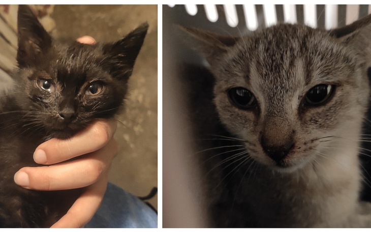 Zbiórka Mama i synek z kocim katarem - zdjęcie główne