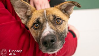 Zbiórka Dla Iwonki - miniaturka zdjęcia