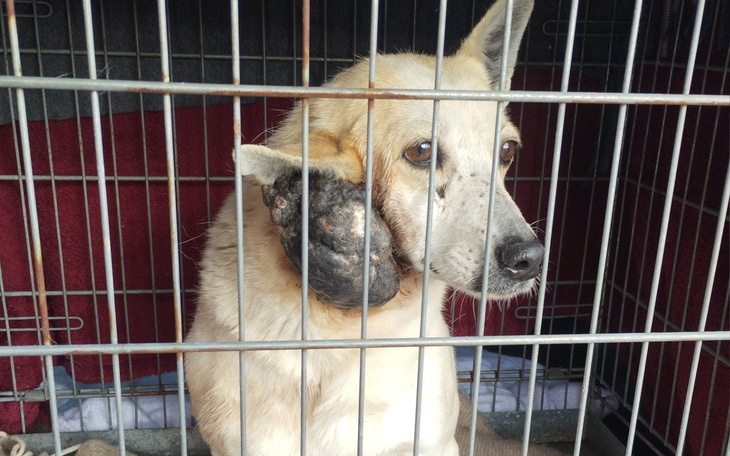 Pies w klatce z widoczną raną na uchu.