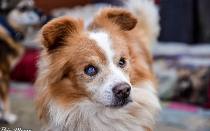 Pies z białymi i brązowymi łatami, z wyrazem twarzy.