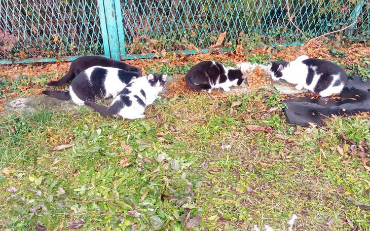 Zbiórka Na domki dla bezdomnych kotków - zdjęcie główne