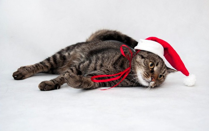 Zbiórka Podaruj kotom karmę na Święta - zdjęcie główne