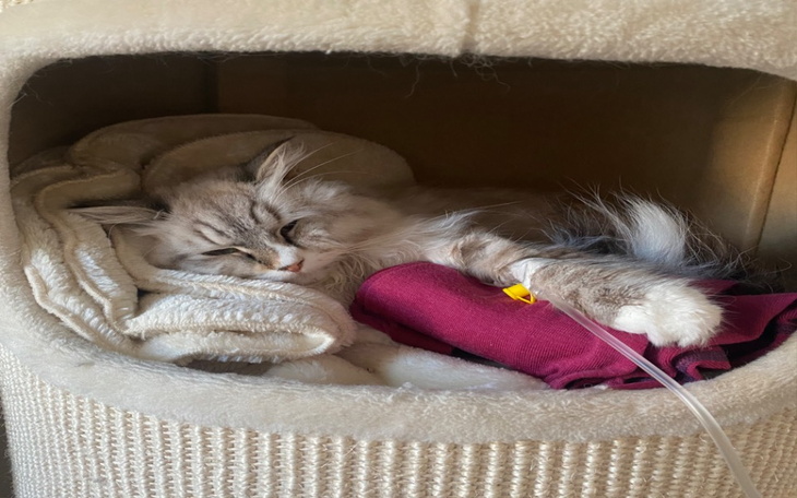 Zbiórka Ratujmy Rysika - zdjęcie główne