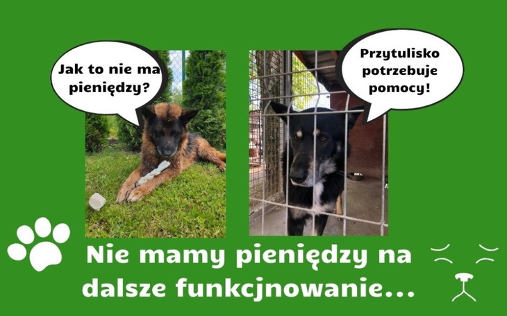 Zbiórka Przytulisko potrzebuje pomocy - zdjęcie główne