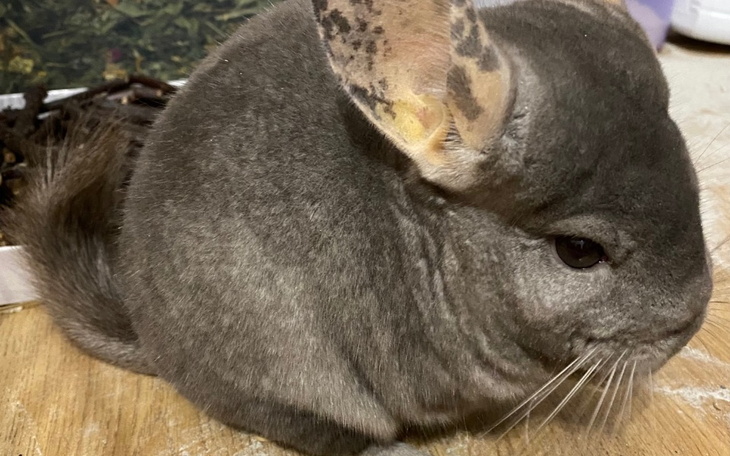 Zbiórka Pomoc dla rozbrykanej - zdjęcie główne