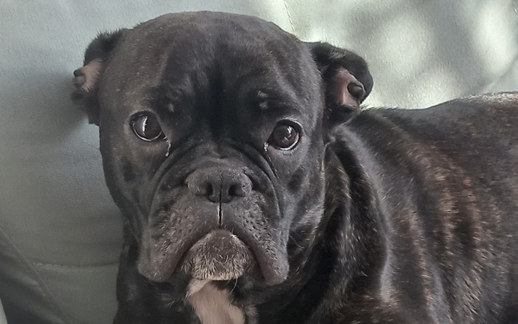 Zbiórka Operacja Tori - zdjęcie główne