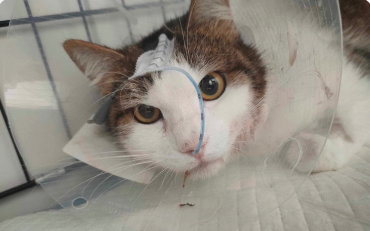 Kot w kołnierzu ochronnym, z wyrazem niepokoju na twarzy.