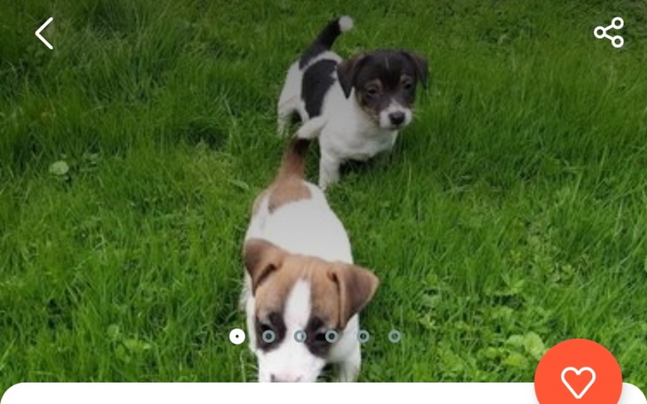 Zbiórka Zbieramy na wymarzonego psiaka - zdjęcie główne