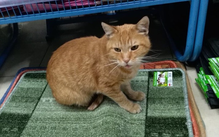 Zbiórka Porzucony kocurek z białaczką - zdjęcie główne