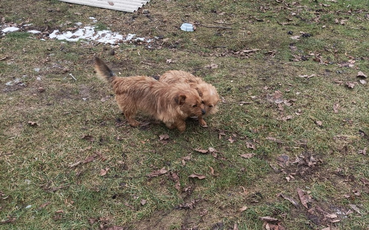 Zbiórka Na pomoc rudym liskom - zdjęcie główne