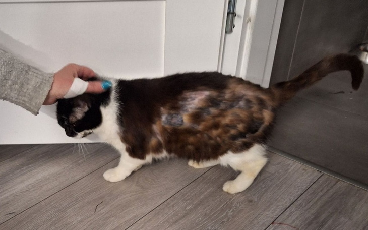 Kot z widocznymi bliznami, przytulany przez osobę.