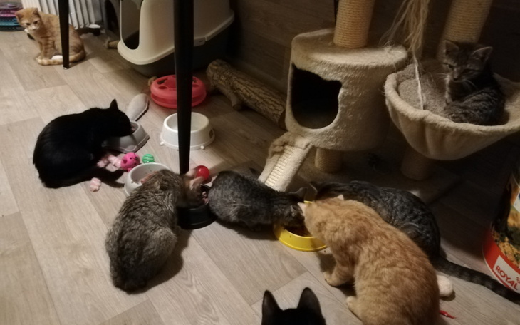 Zbiórka 4 dni ogrzewania kociarni e23 - zdjęcie główne