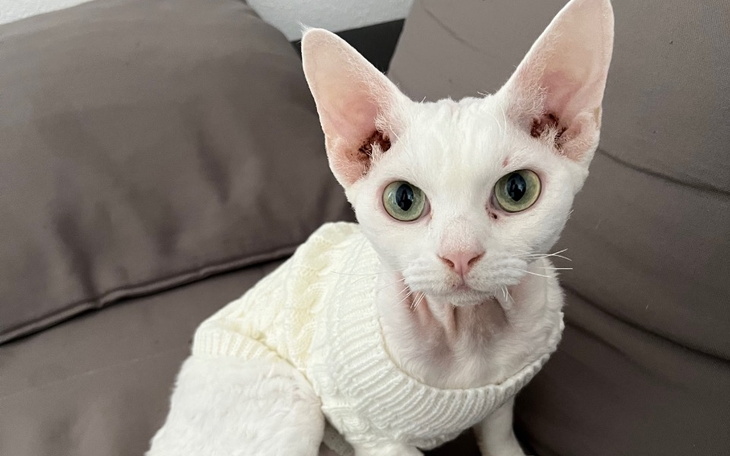 Zbiórka Ratujemy Kokoska - zdjęcie główne