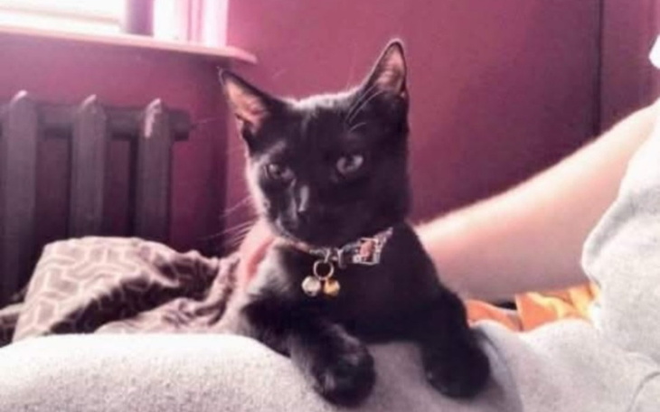 Zbiórka Zbieram na operację uszu kotka - zdjęcie główne