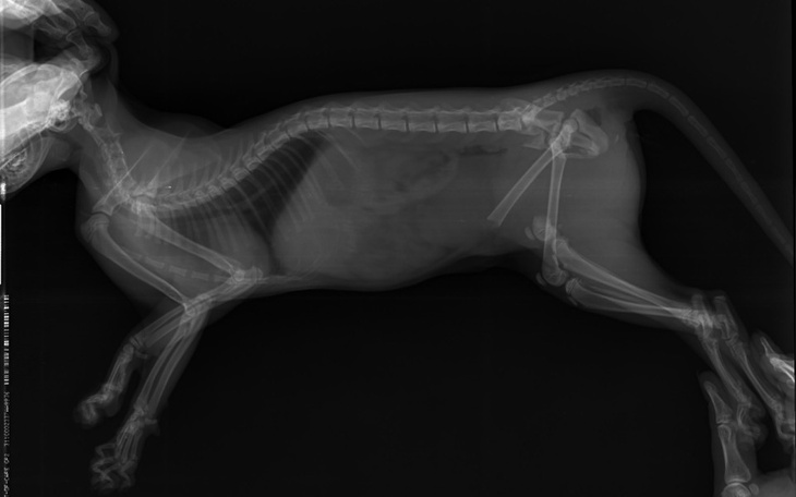 Zbiórka Operacja kotki albo eutanazja... - zdjęcie główne