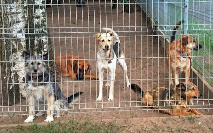 Zbiórka Zbiórka na schronisko dla zwierz - zdjęcie główne