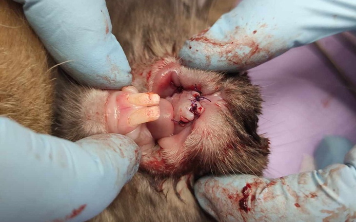 Zbiórka Kajzerka i Balbina chcą żyć - zdjęcie główne