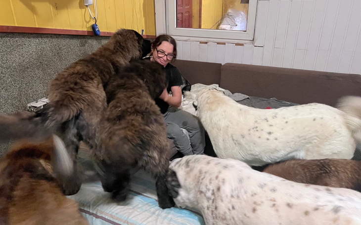 Osoba otoczona przez wiele psów, radosna chwila.