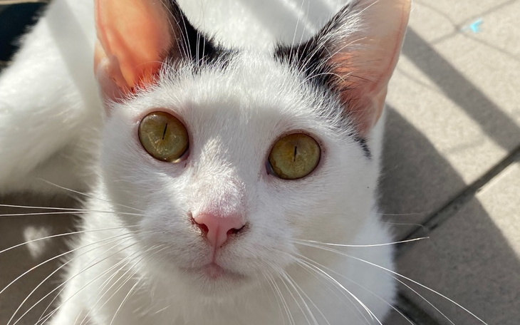 Zbiórka Na zabieg dla Tereski - zdjęcie główne