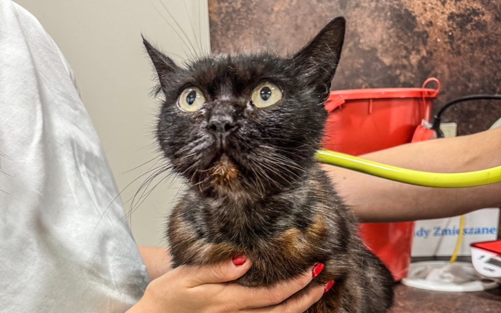 Zbiórka Cała w ranach błaga o ratunek - zdjęcie główne