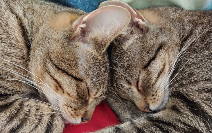 Zbiórka Zbieramy na leczenie Farcika - zdjęcie główne