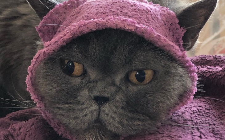 Kot w różowym ręczniku, wyglądający na zmartwionego.