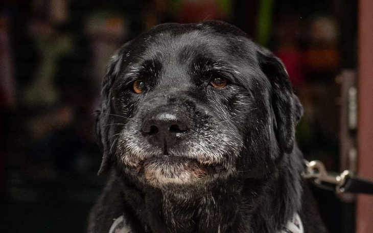 Czarny pies z siwymi włosami na pysku, patrzący w stronę obiektywu.