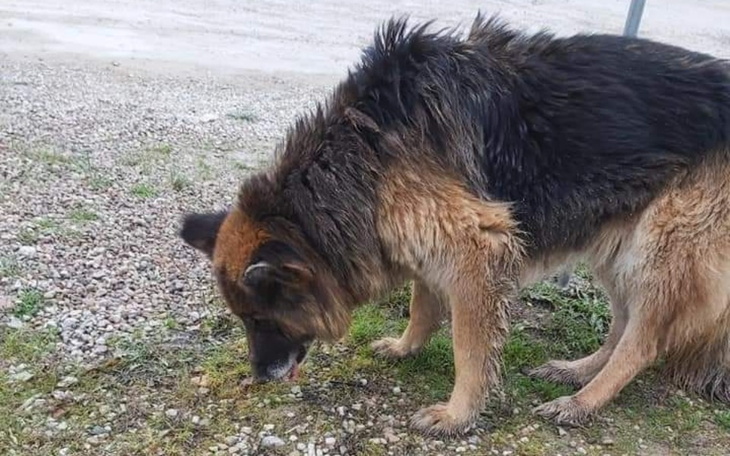 Zbiórka Na ratunek owczarce z ulicy - zdjęcie główne