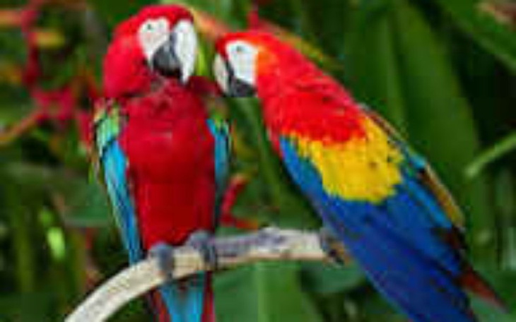 Zbiórka Na papugarnie - zdjęcie główne