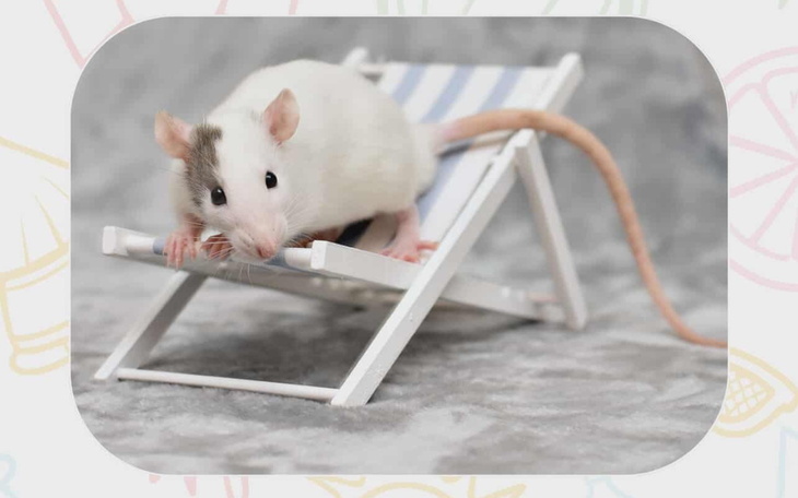 Mysz na leżaku, wygląda na gotową do odpoczynku.