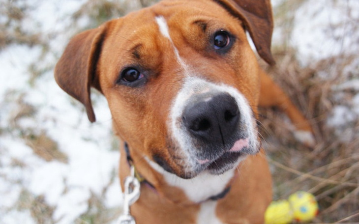 Zbiórka By Nessie nie wróciła do boksu - zdjęcie główne