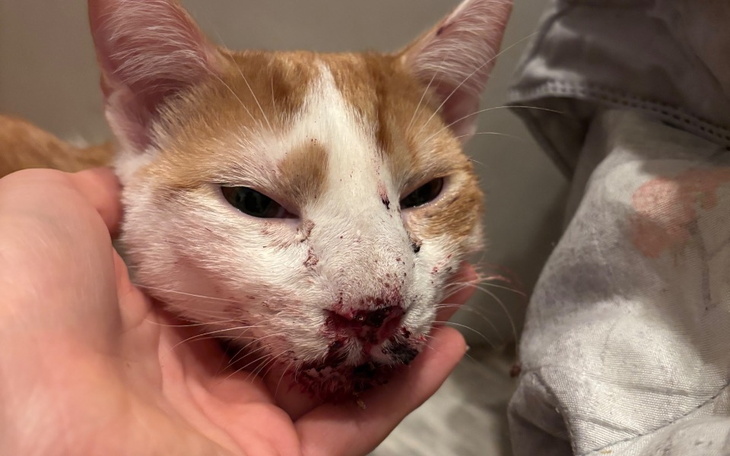 Kot z brudną twarzą, trzymany w dłoniach.