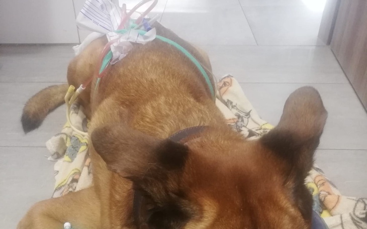 Zbiórka Operacja Foresta - zdjęcie główne