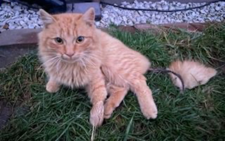 Zbiórka Transport do Katowic pilne - zdjęcie główne