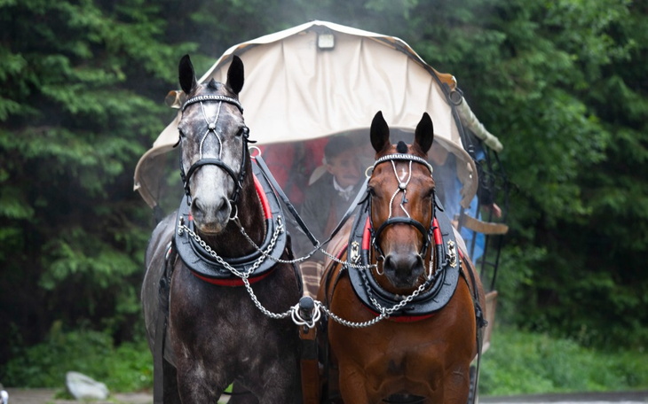 Dwa konie ciągnące powóz w otoczeniu zieleni.
