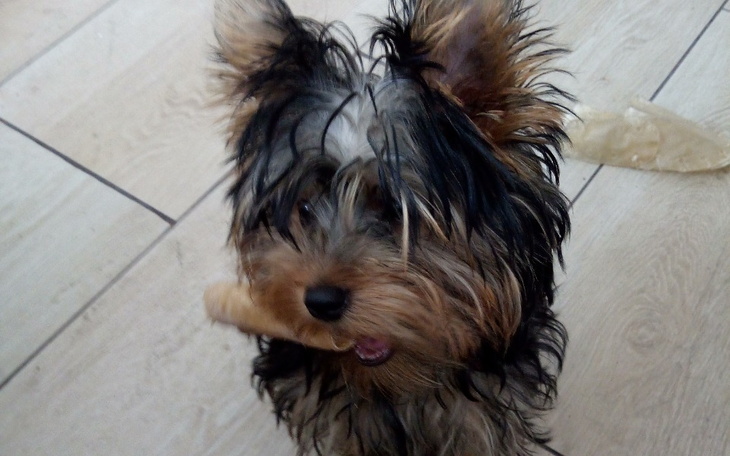 Zbiórka Operacja psa rasy York - zdjęcie główne