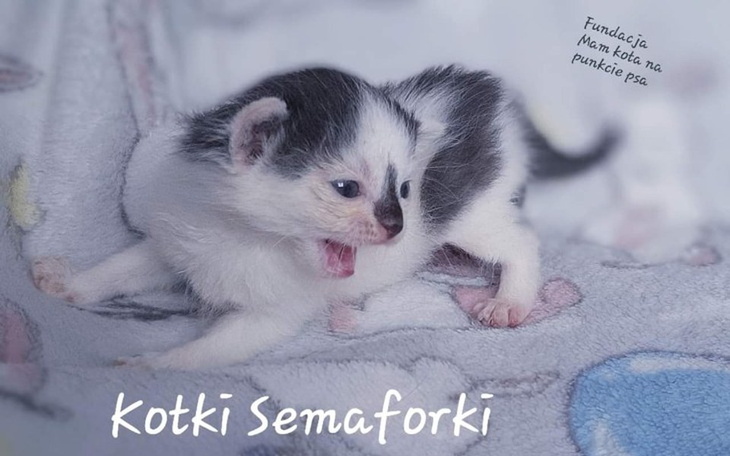 Zbiórka Na fundacje Mam kota na punkcie - zdjęcie główne